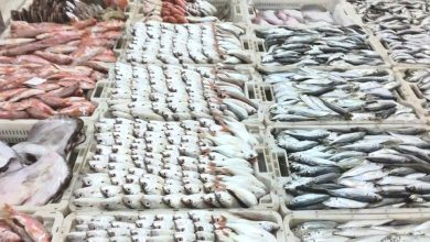 صورة إطلاق النسخة الخامسة من مبادرة “حوت بثمن معقول”